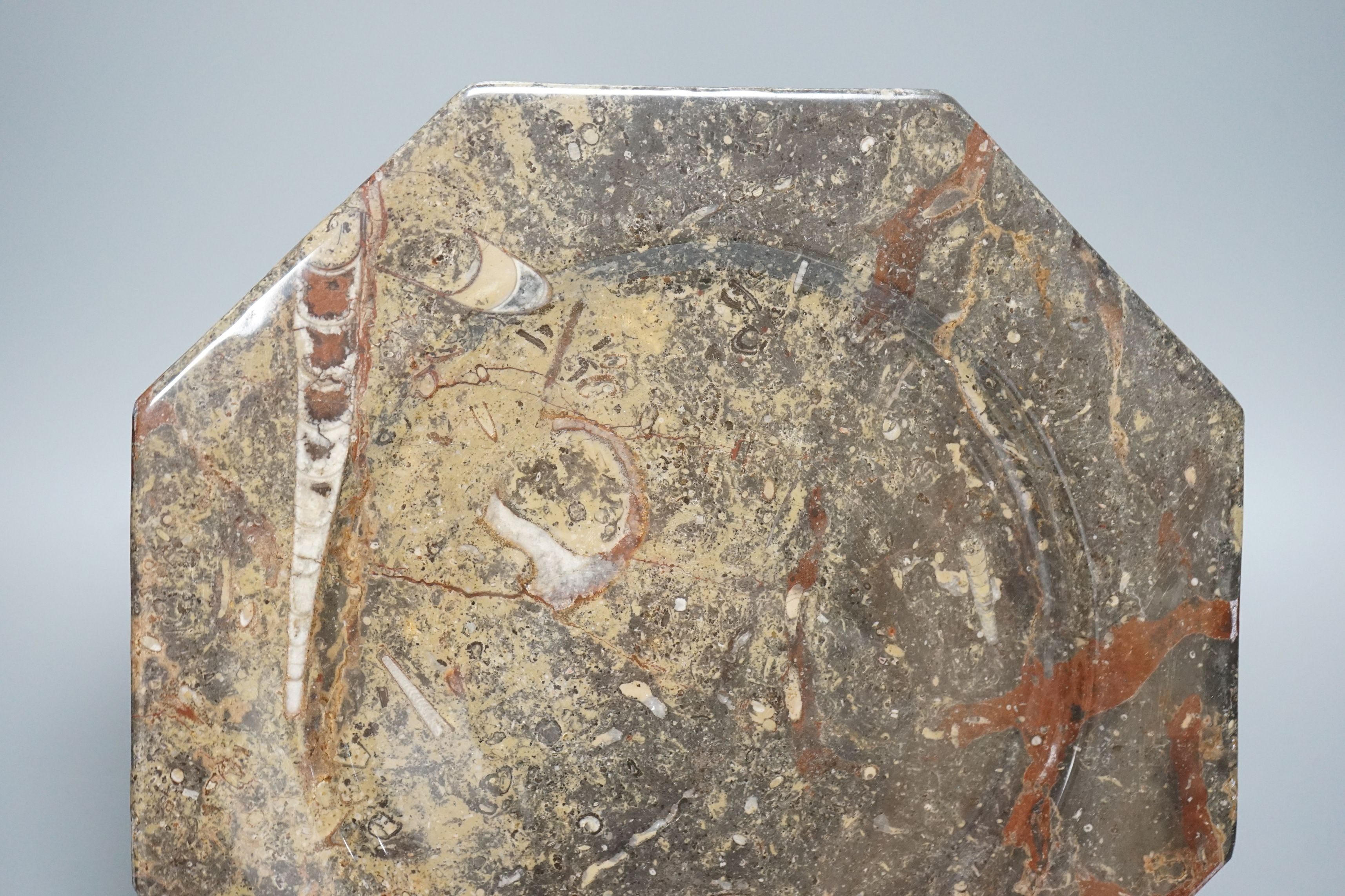 A fossil stone plate, 30cms wide
